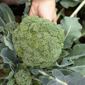 West Coast Seeds Broccoli Seeds